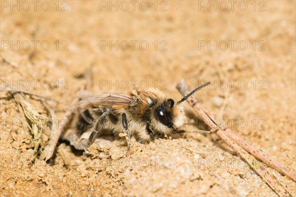 Spring plasterer bee (Colletes cunicularius), female sitting on sandy soil, close-up of wild bee, Lueneburg Heath, Lower Saxony, Germany, Europe