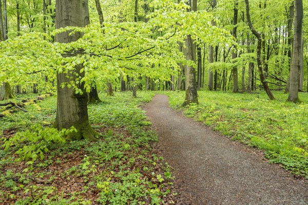 Path through copper beech forest, copper beech (Fagus sylvatica) in spring, Hainich National Park, Thuringia, Germany, Europe