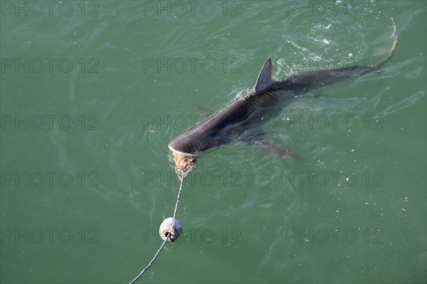 Bronze or copper shark (Carcharhinus brachyurus), lured with a bait, cage diving, near Gaansbai, Western Cape Province, South Africa, Africa