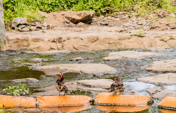 One male and one female mandarin duck on orange sandbags in a small stream in South Korea