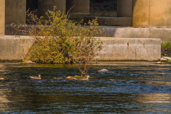 Two spot-billed ducks swimming in shallow water in a flowing river near a bridge pylon with a green shrub in the water