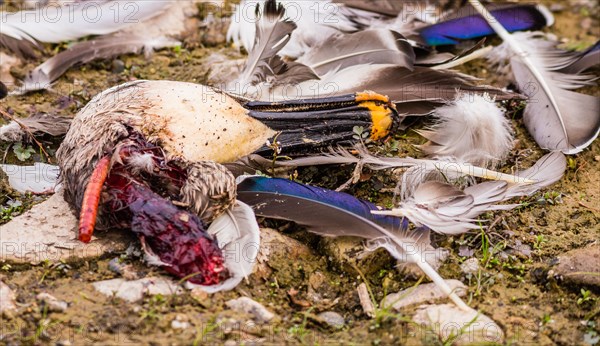 Head and feathers of a duck that has been killed