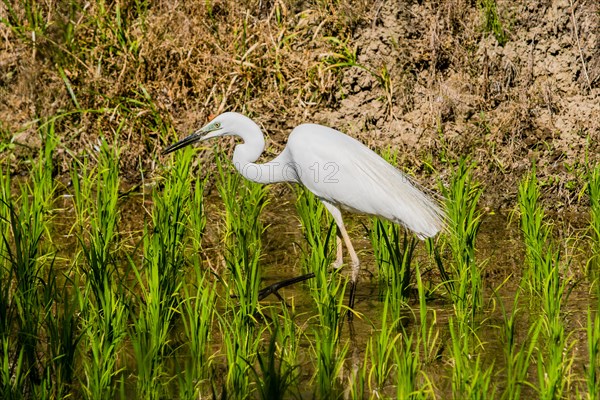 Closeup of adult snowy white egret hunting for food in a rice paddy on a sunny morning in South Korea