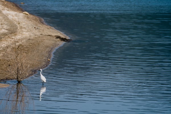 Snowy Egret standing in water next to a bush growing in a lake