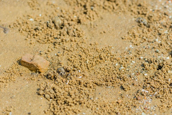 Small sand crab coming out of hole in sandy beach near brown rock