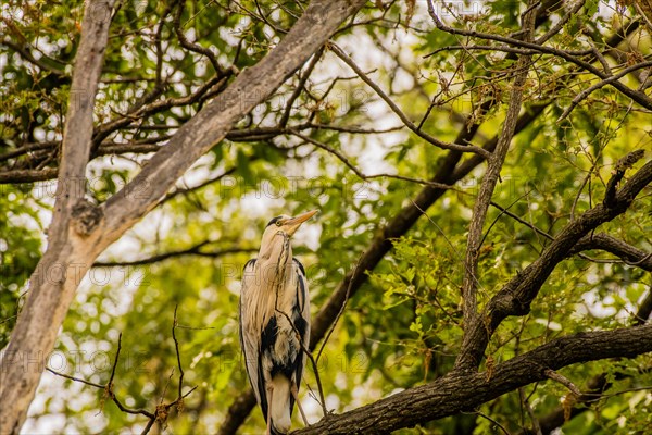 Gray heron perched on a tree branch with green foliage in the background