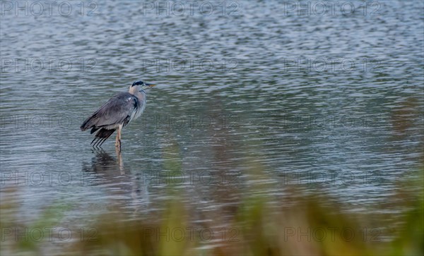 Large gray heron standing in water looking for food with reeds blurred out in the foreground