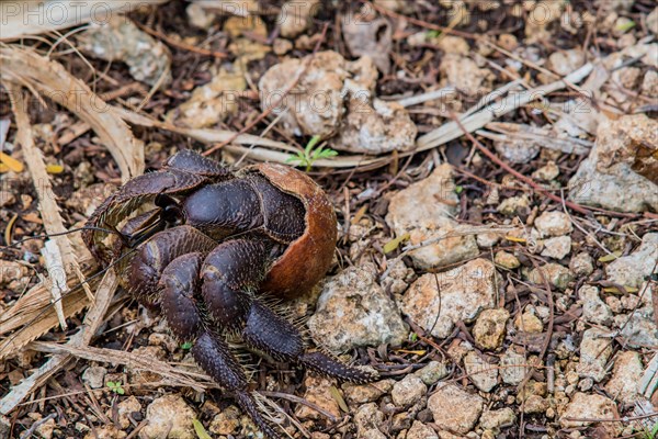 Closeup of a large hermit crab crawling across ground covered with small rocks and leaves