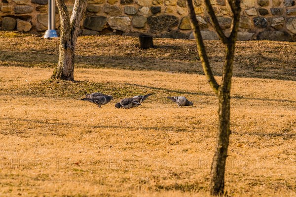 Flock of pigeons on the ground feeding in a park on a sunny morning