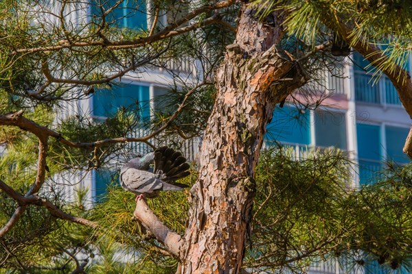 Pigeon on tree branch with tail feathers ruffled to look like a fan with building in background