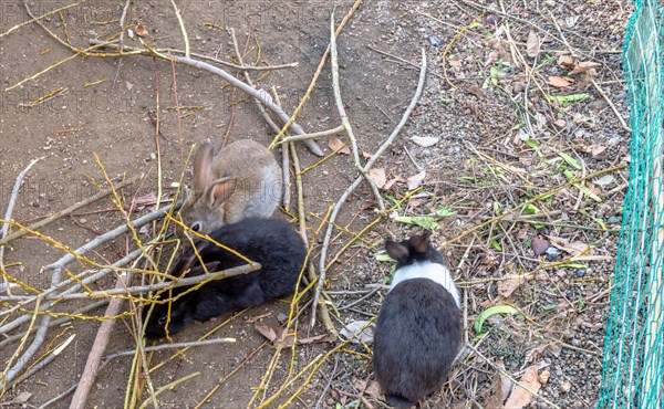 Three small rabbits with nibbling on plants in public park on sunny day