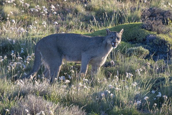 Cougar (Cougar concolor), silver lion, mountain lion, cougar, panther, small cat, Torres del Paine National Park, Patagonia, end of the world, Chile, South America