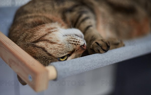 Image of a purebred Bengal cat lying on a hammock attached to a heater. Pet care concept. Mixed media