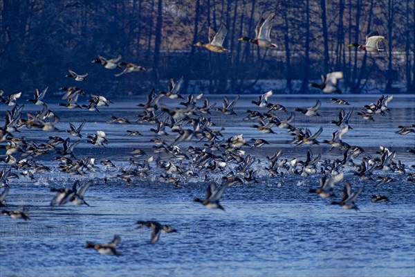 A flock of tufted duck (Aythya fuligula) and mallards (Anas platyrhynchos), take-off from the water, flight, winter, Wismar, Mecklenburg-Western Pomerania, Germany, Europe