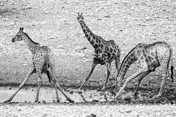 Angolan giraffe (Giraffa angolensis), drinking, drinking, animal, ungulate, black and white, monochrome, bw, Namutoni waterhole, Etosha National Park, Namibia, Africa