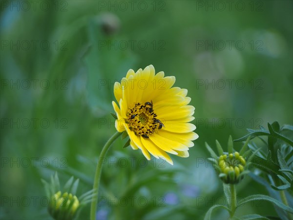 Insects fetching nectar from flower