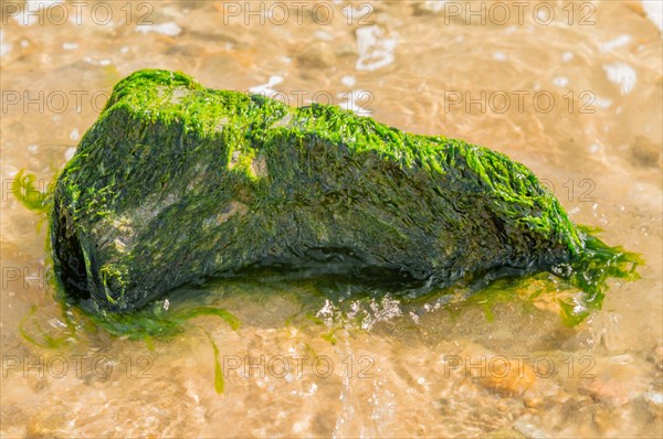 Large rock covered with green seaweed in ocean water at the beach