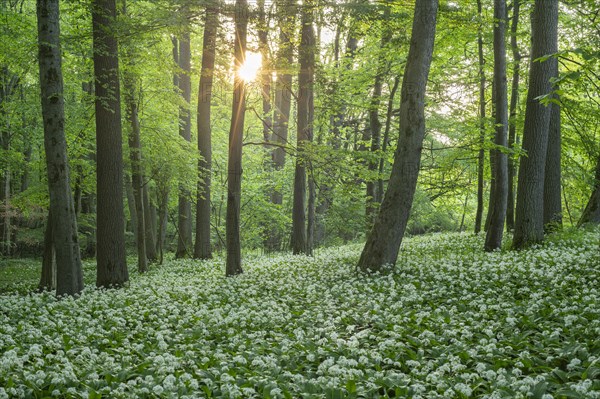 Near-natural forest with flowering ramson (Allium ursinum), sun star, Hainich National Park, Thuringia, Germany, Europe