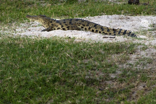 Nile crocodile (Crocodylus niloticus), crocodile, river, safari, travel, wildlife, free-living, dangerous, wild animal, wilderness, steppe, Chobe National Park, Botswana, Africa
