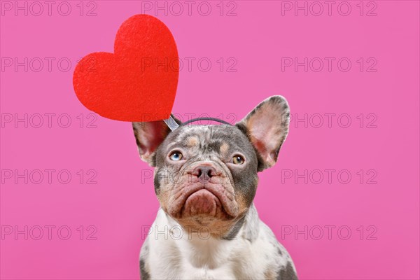 French Bulldog dog wearing Valentine's Day headband with big red heart on pink background