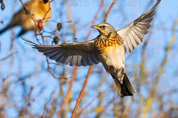 Fieldfare (Turdus pilaris) approaching, frontal view, Hesse, Germany, Europe