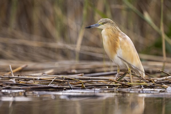 Squacco heron (Ardeola ralloides), at the edge of a reed bed, El Taray wetland, Castilla-La Mancha, Spain, Europe