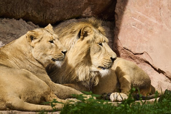 Asiatic lion (Panthera leo persica), male and female lying, captive, Germany, Europe