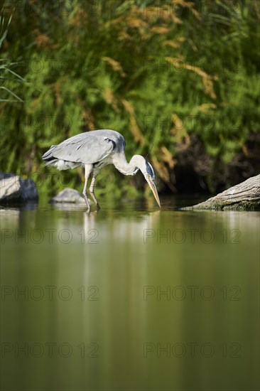 Grey heron (Ardea cinerea) standing at the edge of the water, hunting, Parc Naturel Regional de Camargue, France, Europe