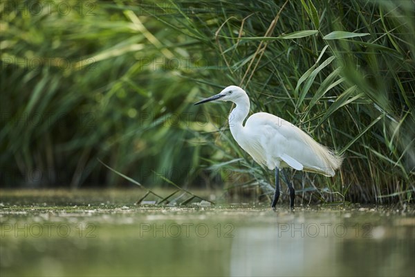 Little egret (Egretta garzetta) walking at the edge of the water, hunting, Parc Naturel Regional de Camargue, France, Europe