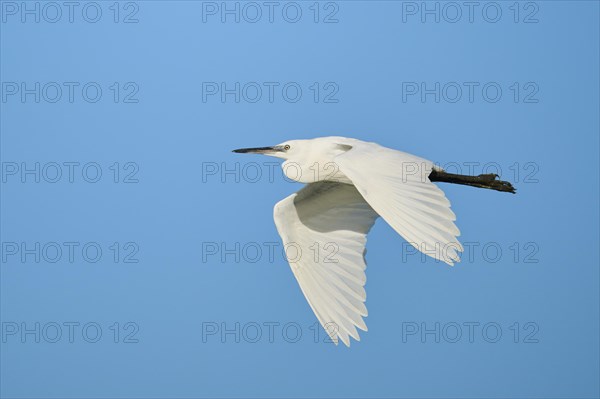 Little egret (Egretta garzetta) flying in the sky, Parc Naturel Regional de Camargue, France, Europe