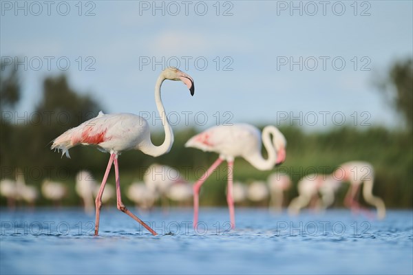 Greater Flamingos (Phoenicopterus roseus) walking in the water, Parc Naturel Regional de Camargue, France, Europe