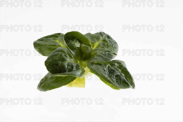 Field salad, studio shots on a white background