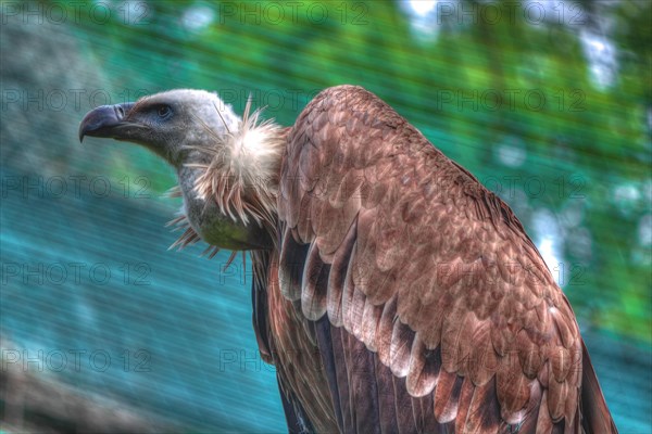 Close-up of a vulture with detailed feathers, vigilant wild animal, Allwetterzoo Muenster, Muenster, North Rhine-Westphalia, Germany, Europe