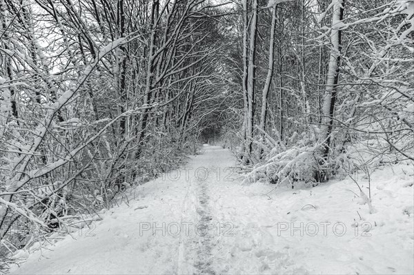 A snow-covered forest path leads between trees with heavy snow loads, Wuppertal Vohwinkel, North Rhine-Westphalia, Germany, Europe