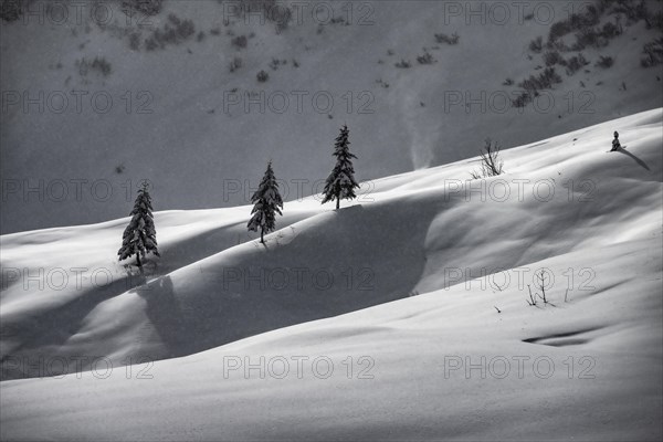 Single spruce trees (Picea) in a snow-covered landscape, Balderschwang, Oberallgaeu, Bavaria, Germany, Europe