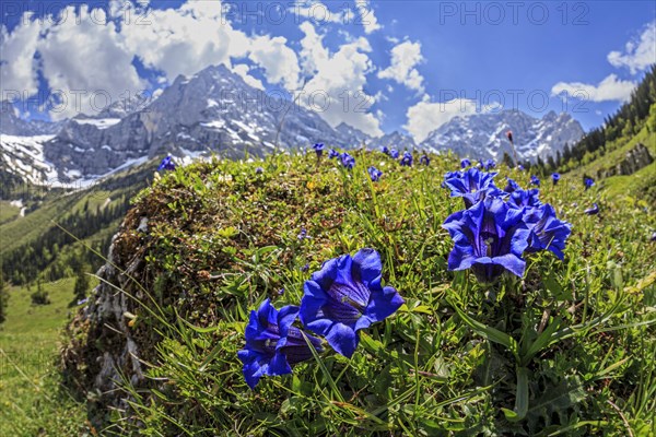Blue gentian (Gentiana alpina) in front of mountains in backlight, close-up, Engalm, Karwendel Mountains, Tyrol, Austria, Europe