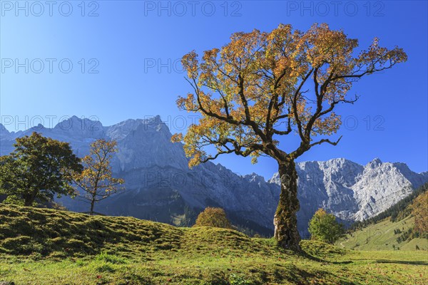 Maple tree in autumn in front of mountains, grazing light, Grosser Ahornboden, Karwendel Mountains, Tyrol, Austria, Europe