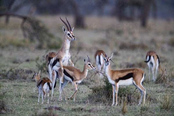 Thomson's gazelle (Gazella thomsoni) Masai Mara Kenya