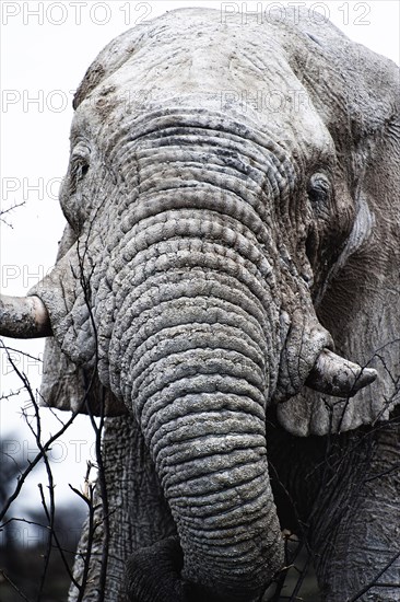 White African elephant (Loxodonta africana) in Etosha National Park, white from salt pan dust, animal, wild, free living, wilderness, safari, Namibia, South West Africa, Africa