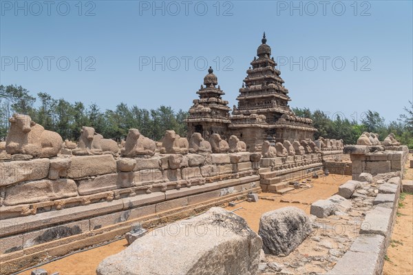 Nandi's Shore Temple dedicated to Shiva, UNESCO World Heritage Site, Mahabalipuram or Mamallapuram, Tamil Nadu, India, Asia