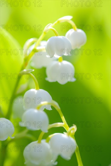 Delicate white flowers, lily of the valley (Convallaria majalis), close-up, macro shot, inflorescence against a green background, sunlit on a sunny spring day in May, early bloomer, Lower Saxony, Germany, Europe