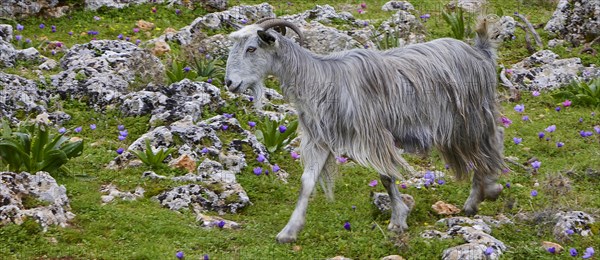 Long-haired grey goat (caprae) standing between stones and greenery, Aradena Gorge, Aradena, Sfakia, Crete, Greece, Europe