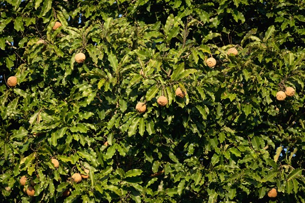Brazil nuts or Amazon almond tree, Bertholletia excelsa, Amazonas state, Brazil, South America