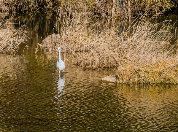 Adult egret standing in small river with still waters looking for fish