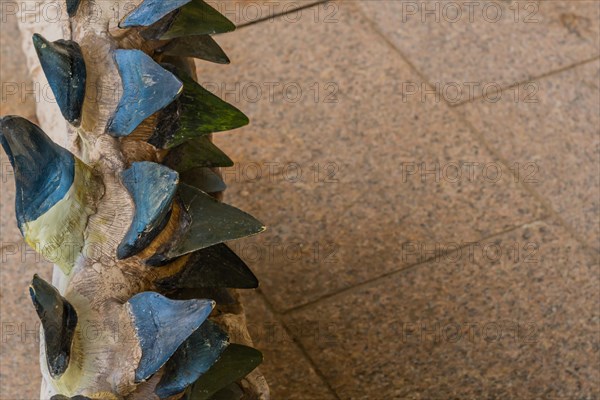 Closeup of lower rows of teeth from prehistoric shark