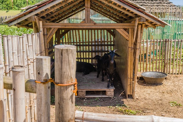 Family of black Bengal goats in wooden shelter surrounded by bamboo fence at rural farm