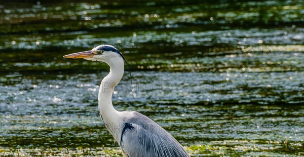 Closeup of great blue heron standing in a shallow river looking into the distance