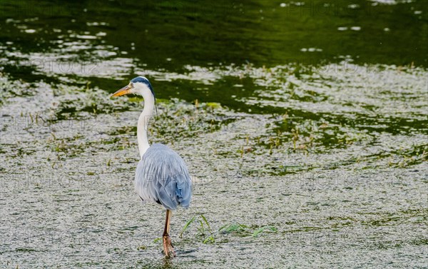 Little blue heron standing on a pebbled sandbar in a shallow river hunting for food