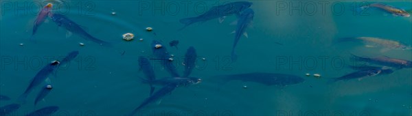 Closeup of a school of small fish swimming at the surface of a pond