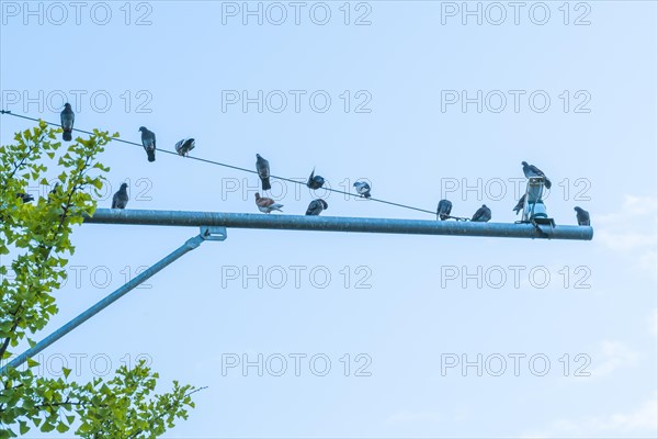 Flock of pigeons sitting on metal traffic pole against a blue sky